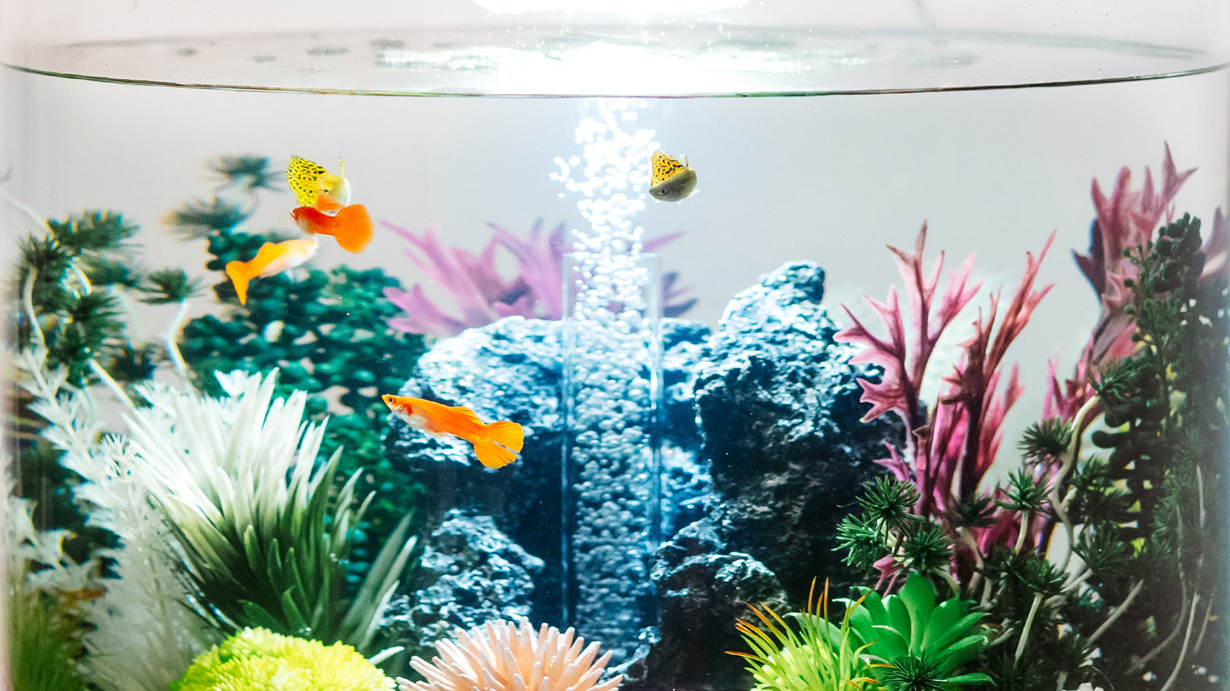 How to Choose the Right Fish for Your biOrb Aquarium