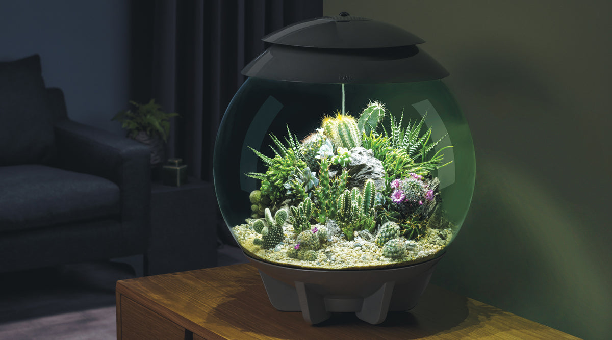 Comprehensive Plant Guide for a Semi-Arid Terrarium  biOrb