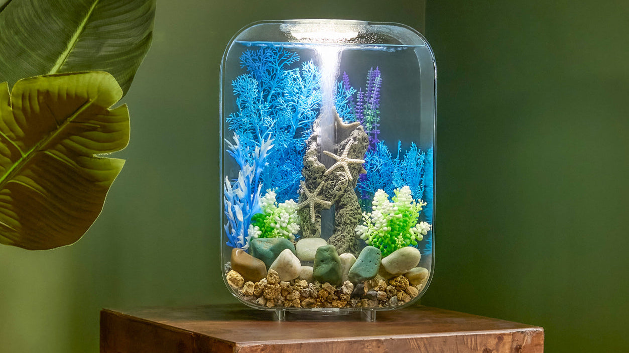 Giving An Aquarium Gift That Lasts with biOrb