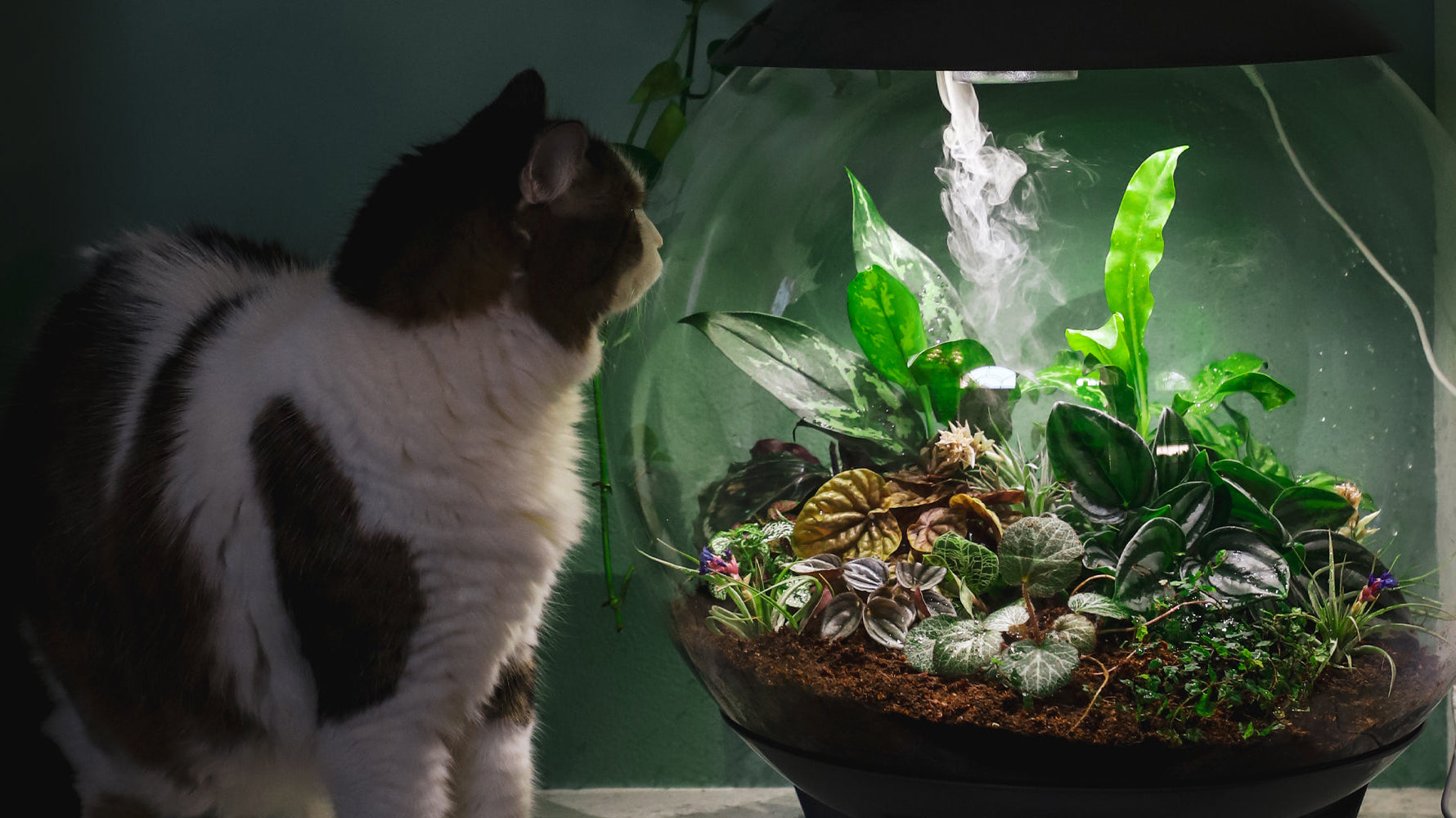 The Best Terrarium for Cat-Loving Plant Parents