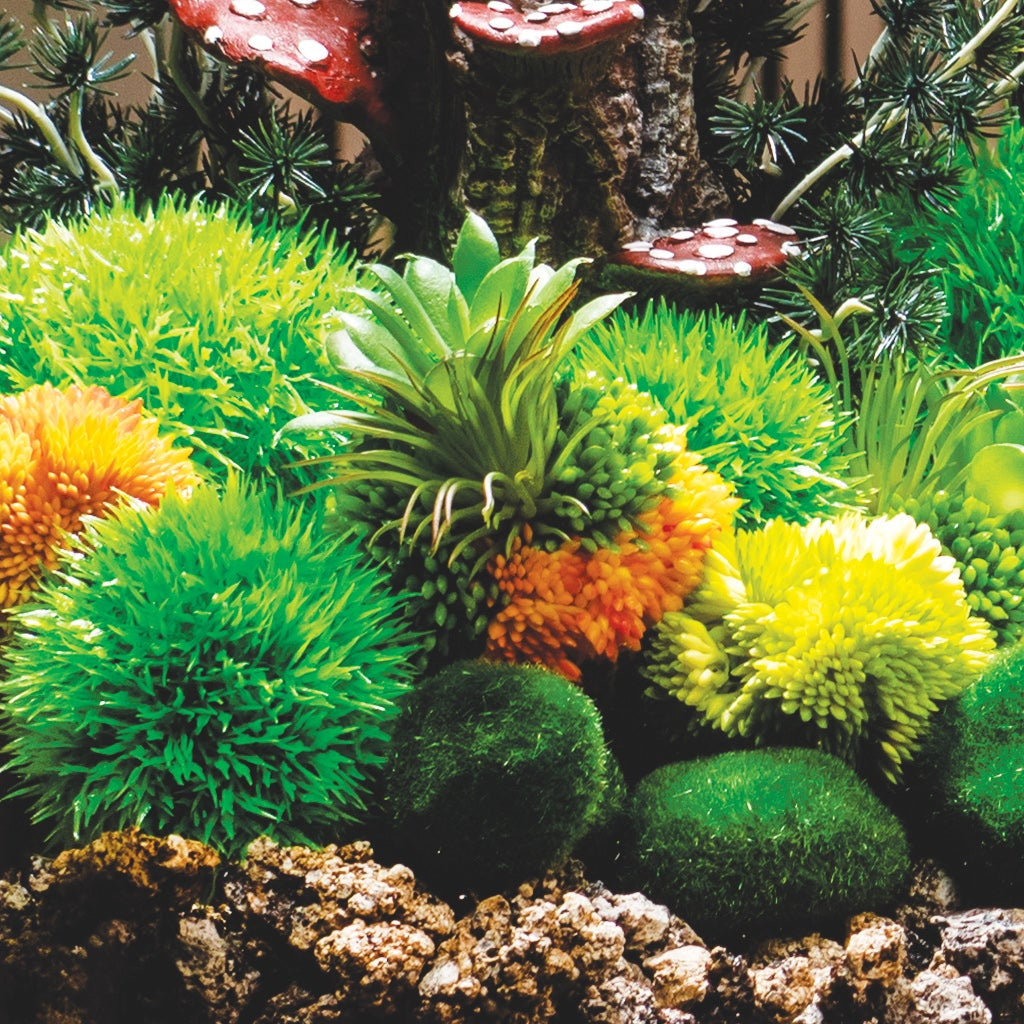 Aquarium Plants