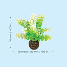 Green Caulerpa - Dimensions