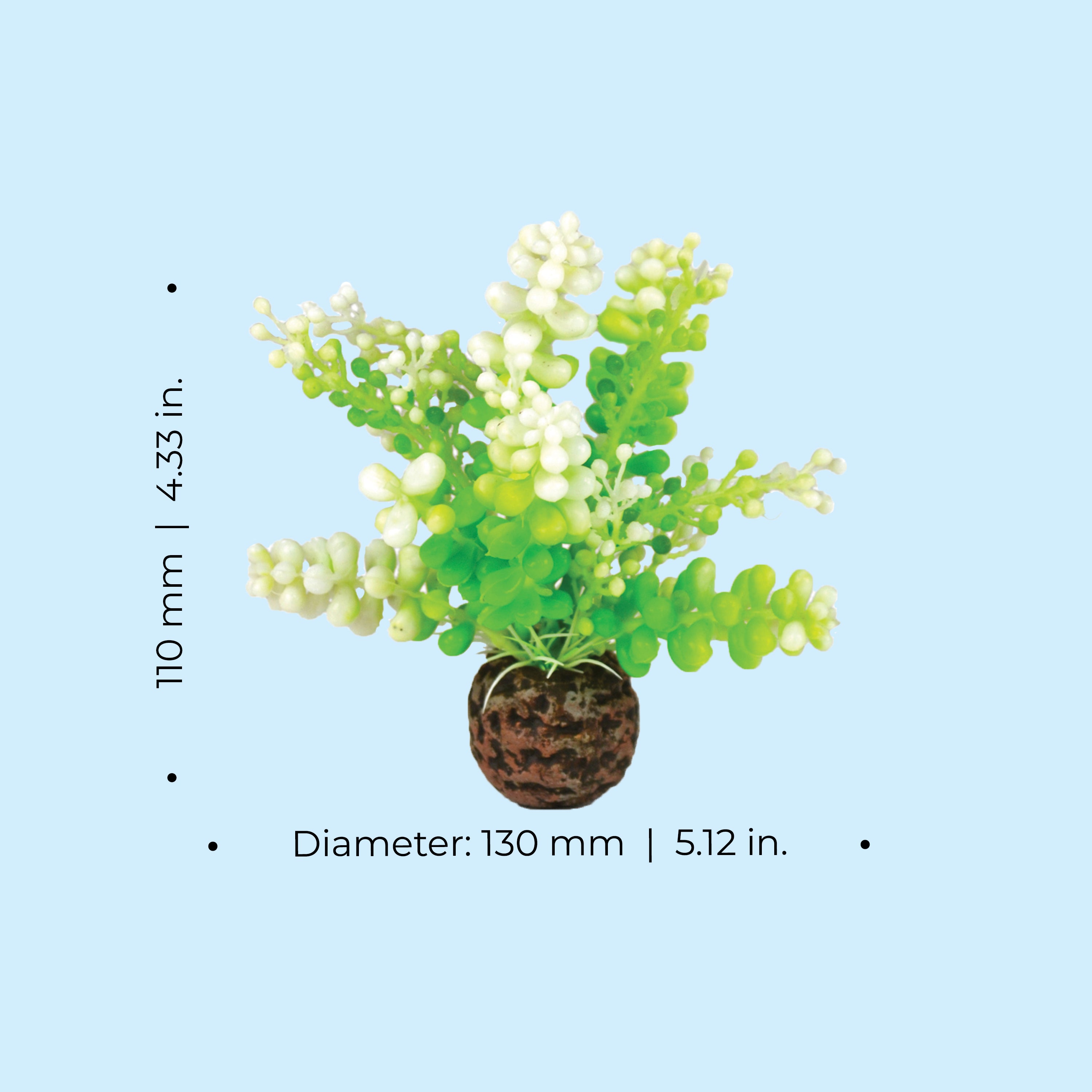 Green Caulerpa - Dimensions