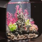 Medium Sea Fan - Pink In use