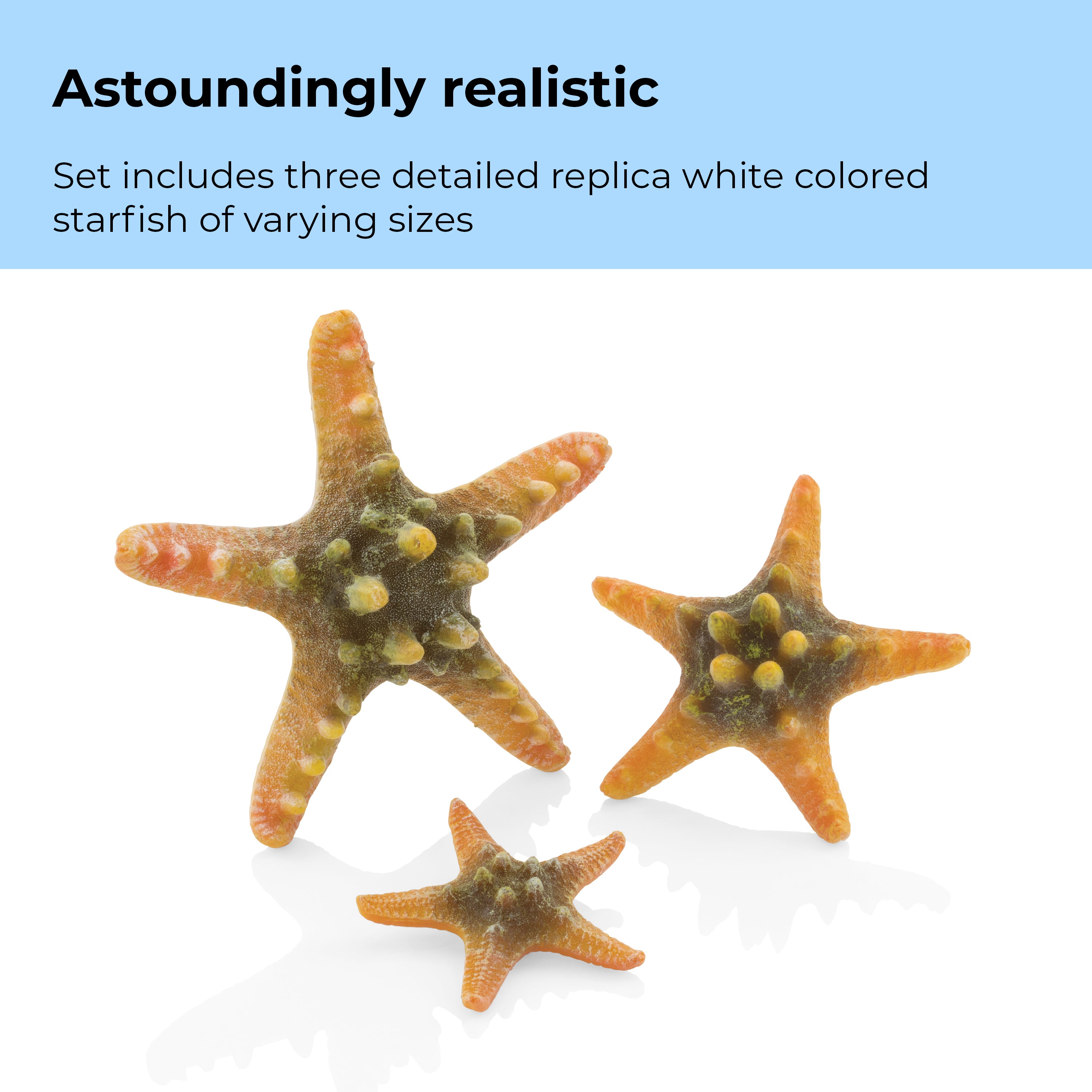 Starfish Set - Astoundingly realistic