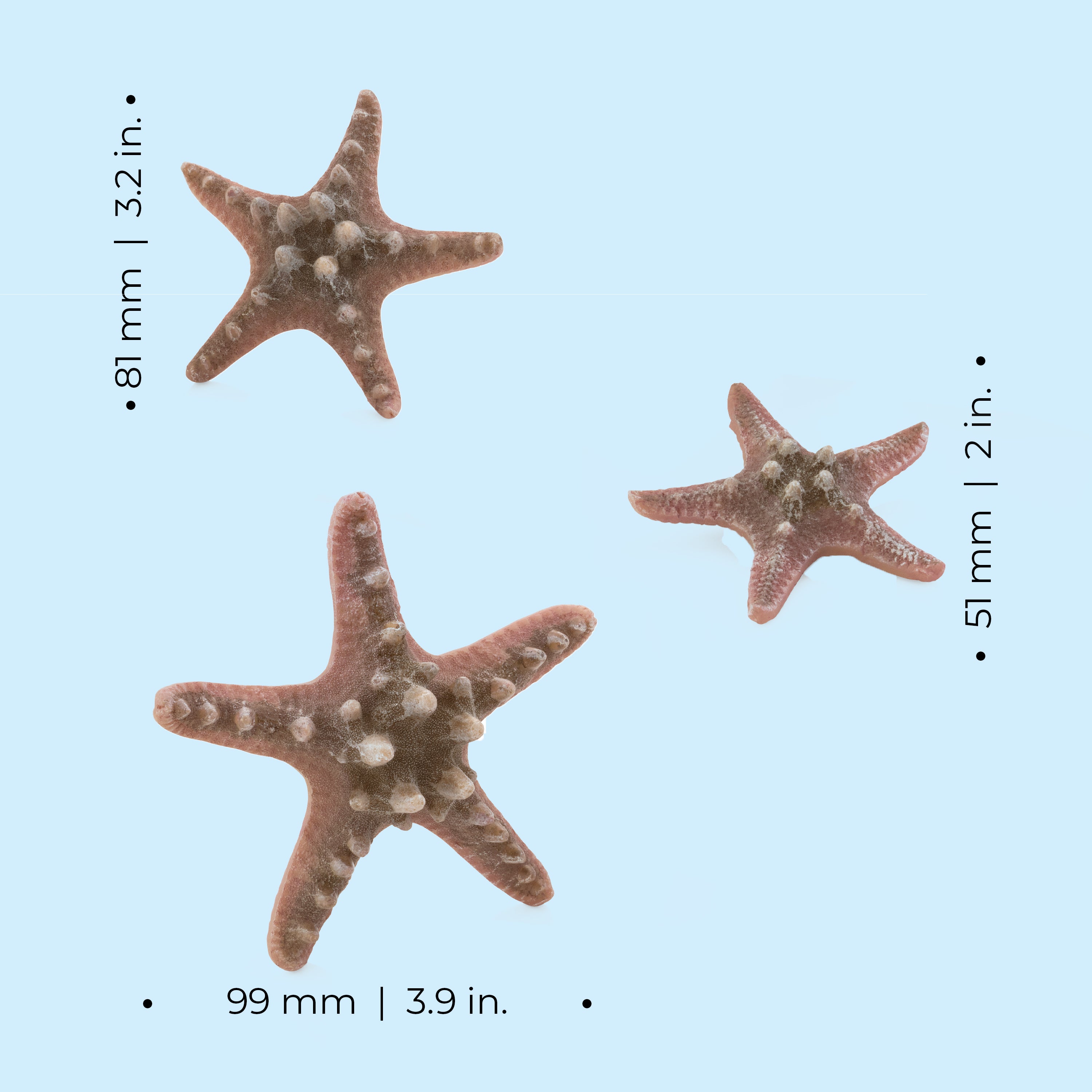 Starfish Set - Dimensions