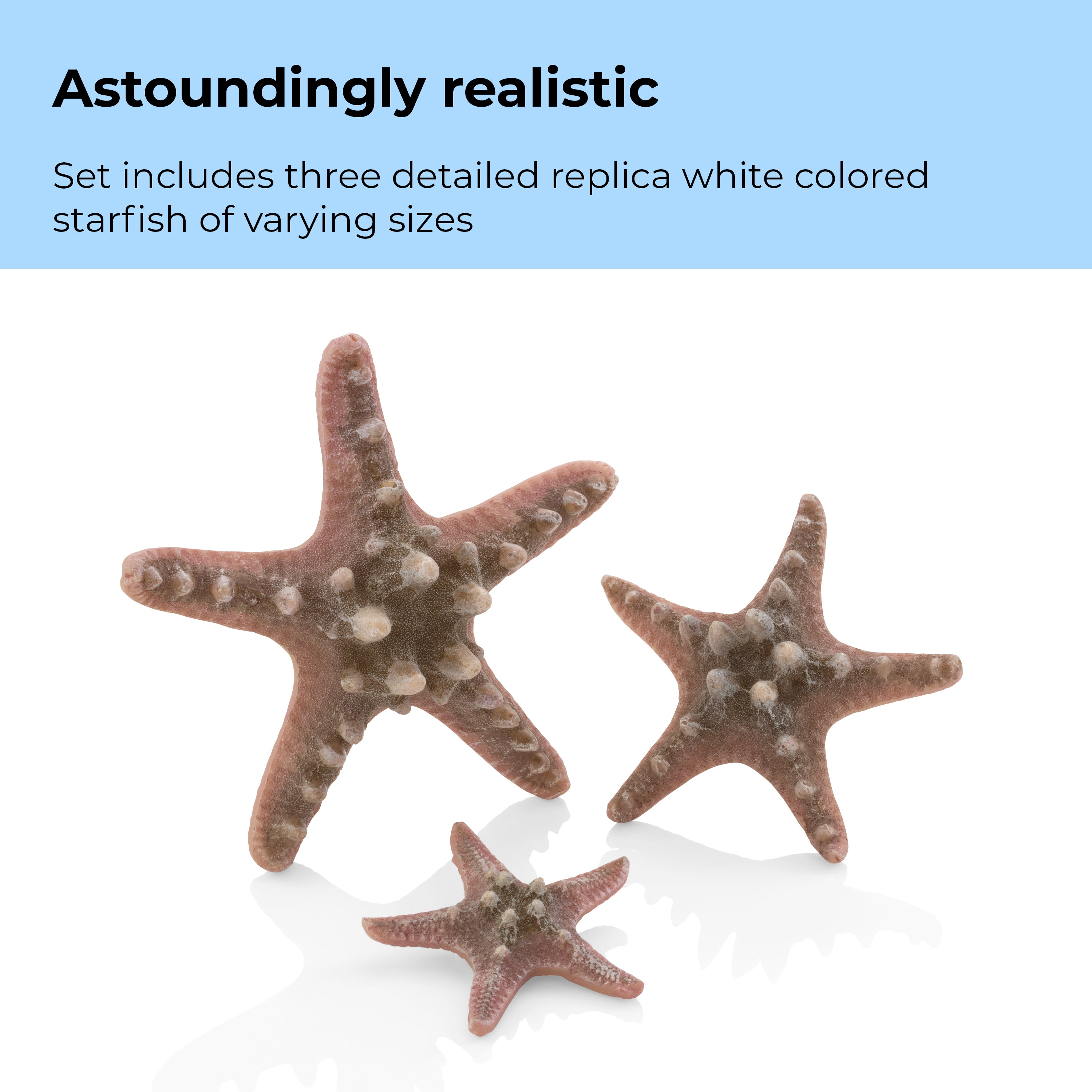 Starfish Set - Astoundingly realistic