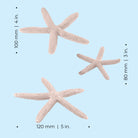 Starfish Set - Dimensions