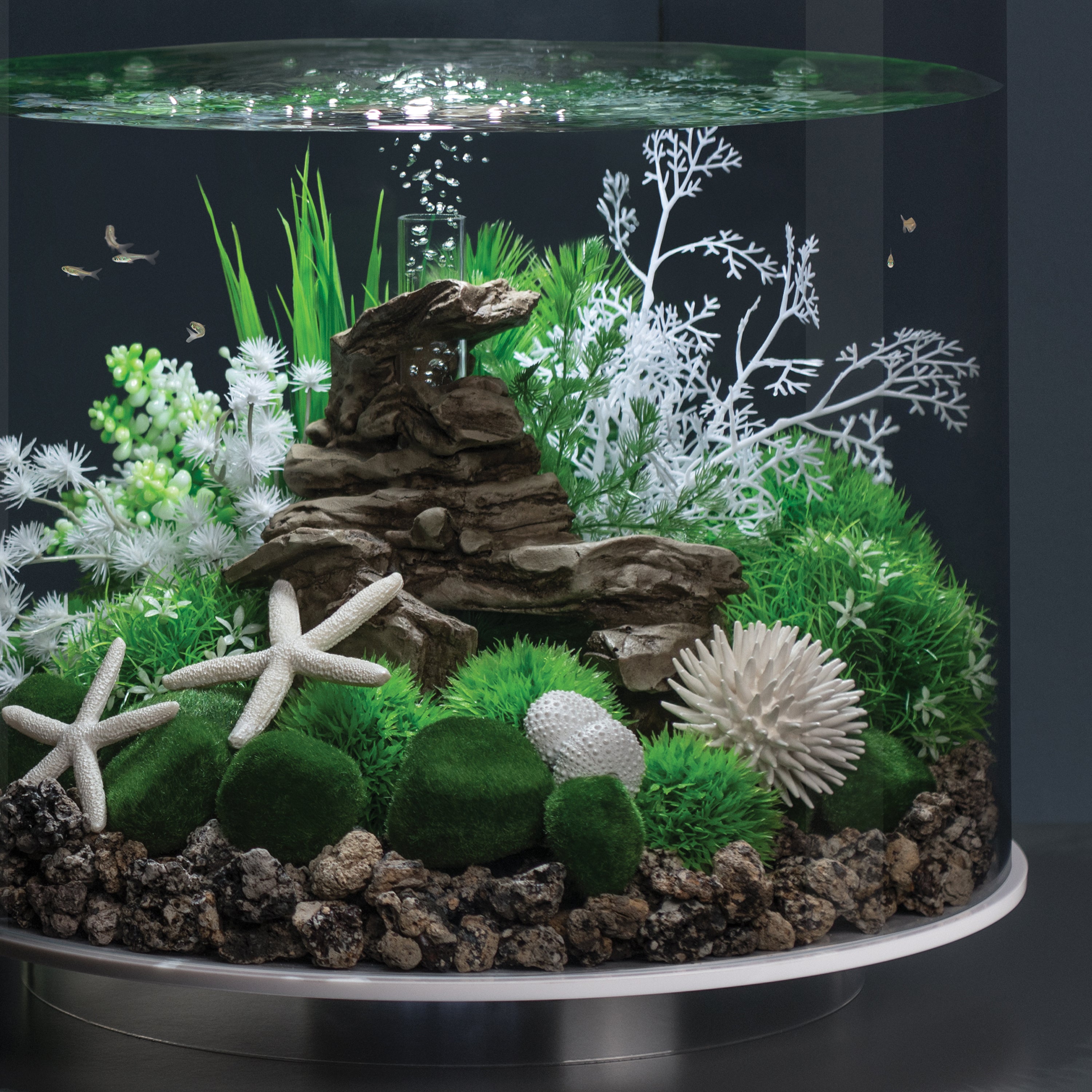 Sea Urchins Set - White In use