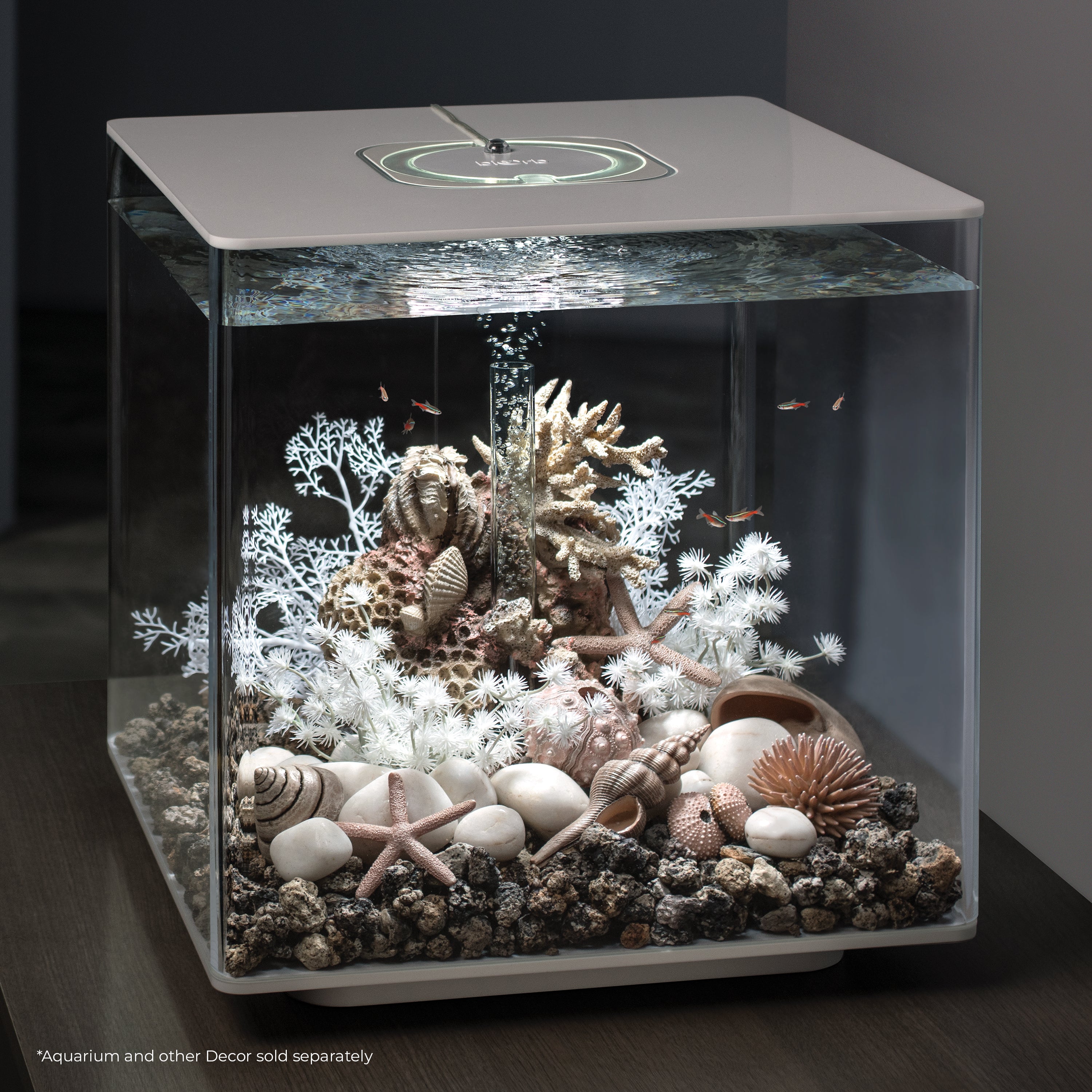 Sea Urchins Set - Natural In use