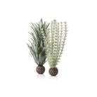 Grey-Green Ambulia Plant Set, small