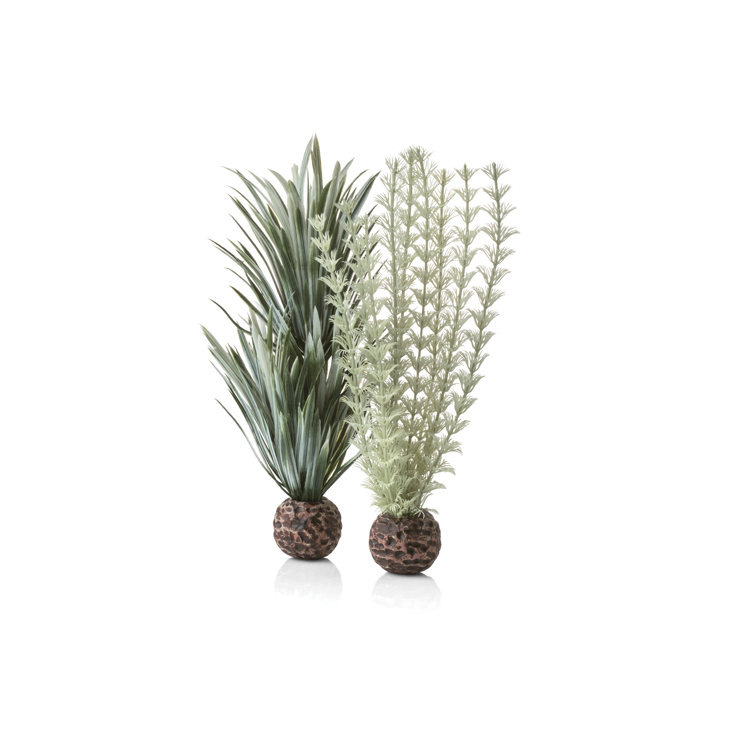 Grey-Green Ambulia Plant Set, small