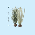 Grey-Green Ambulia Plant Set, small - Dimensions