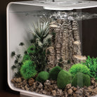 Grey-Green Ambulia Plant Set, small - In use