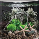 Grey-Green Ambulia Plant Set, small - In use