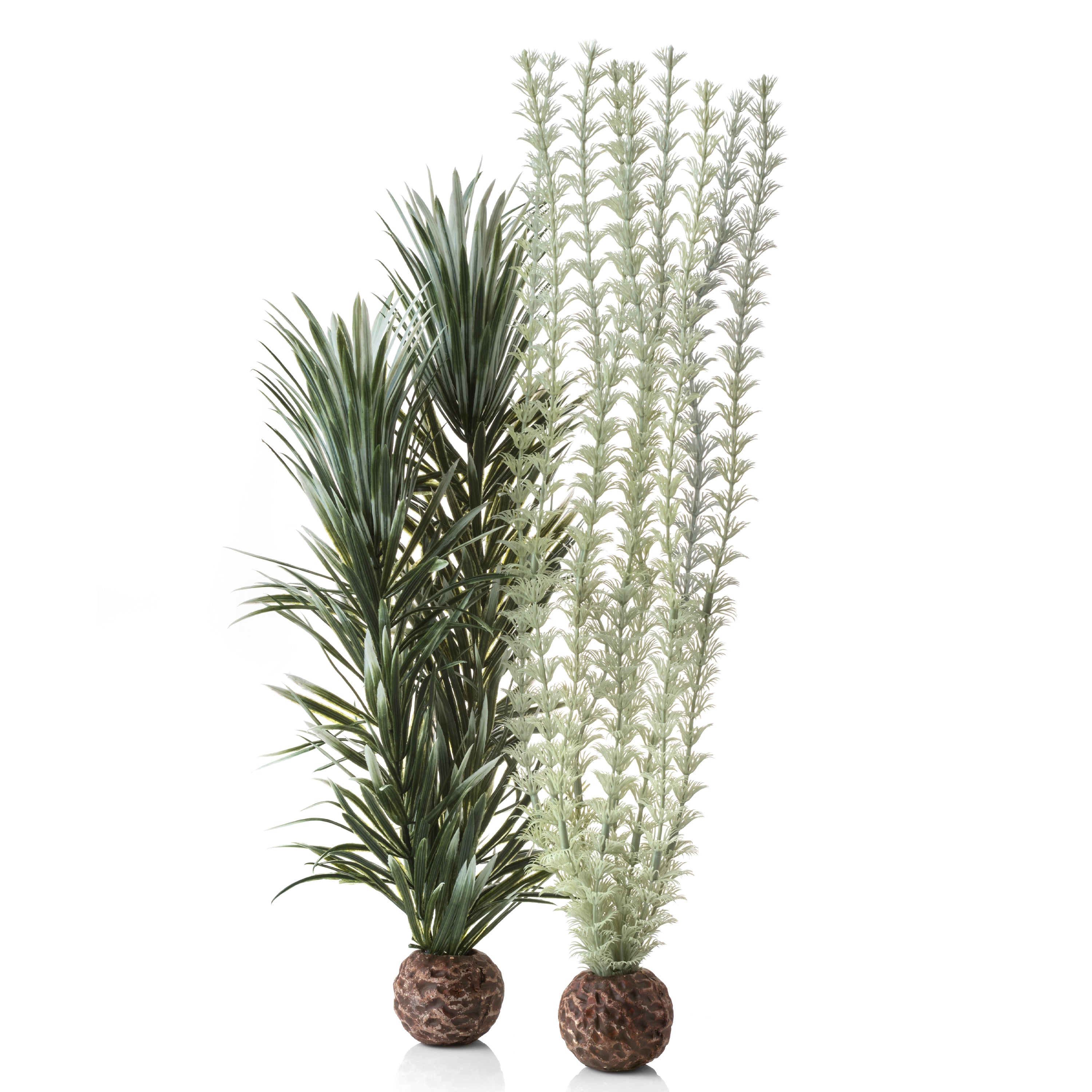 Grey-Green Ambulia Plant Set, large