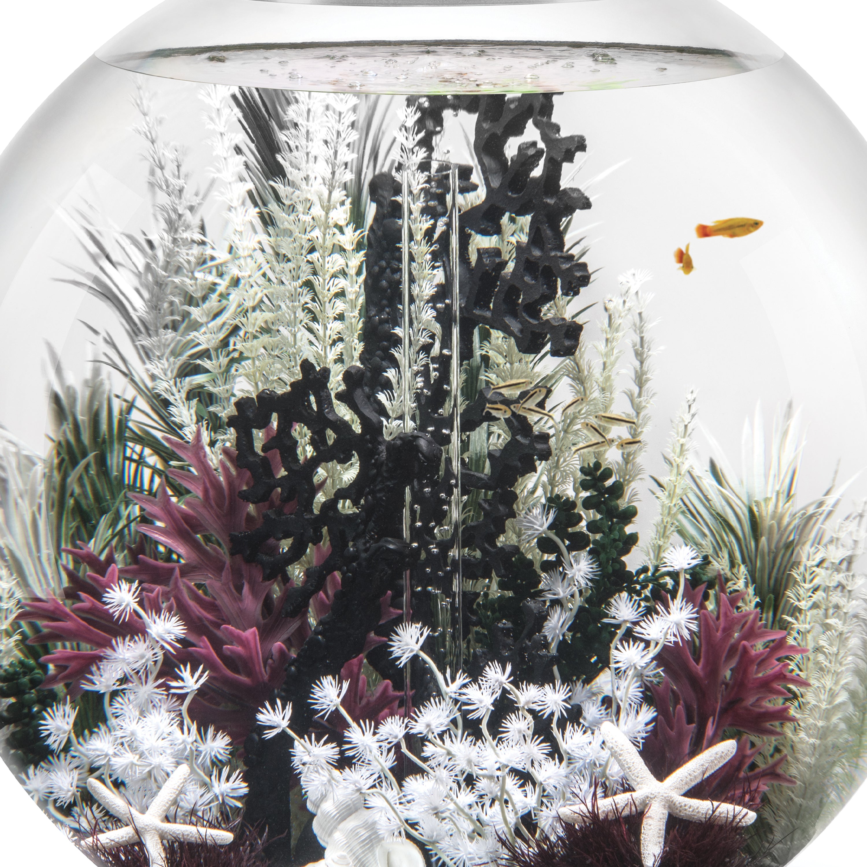 Grey-Green Ambulia Plant Set, large - In use