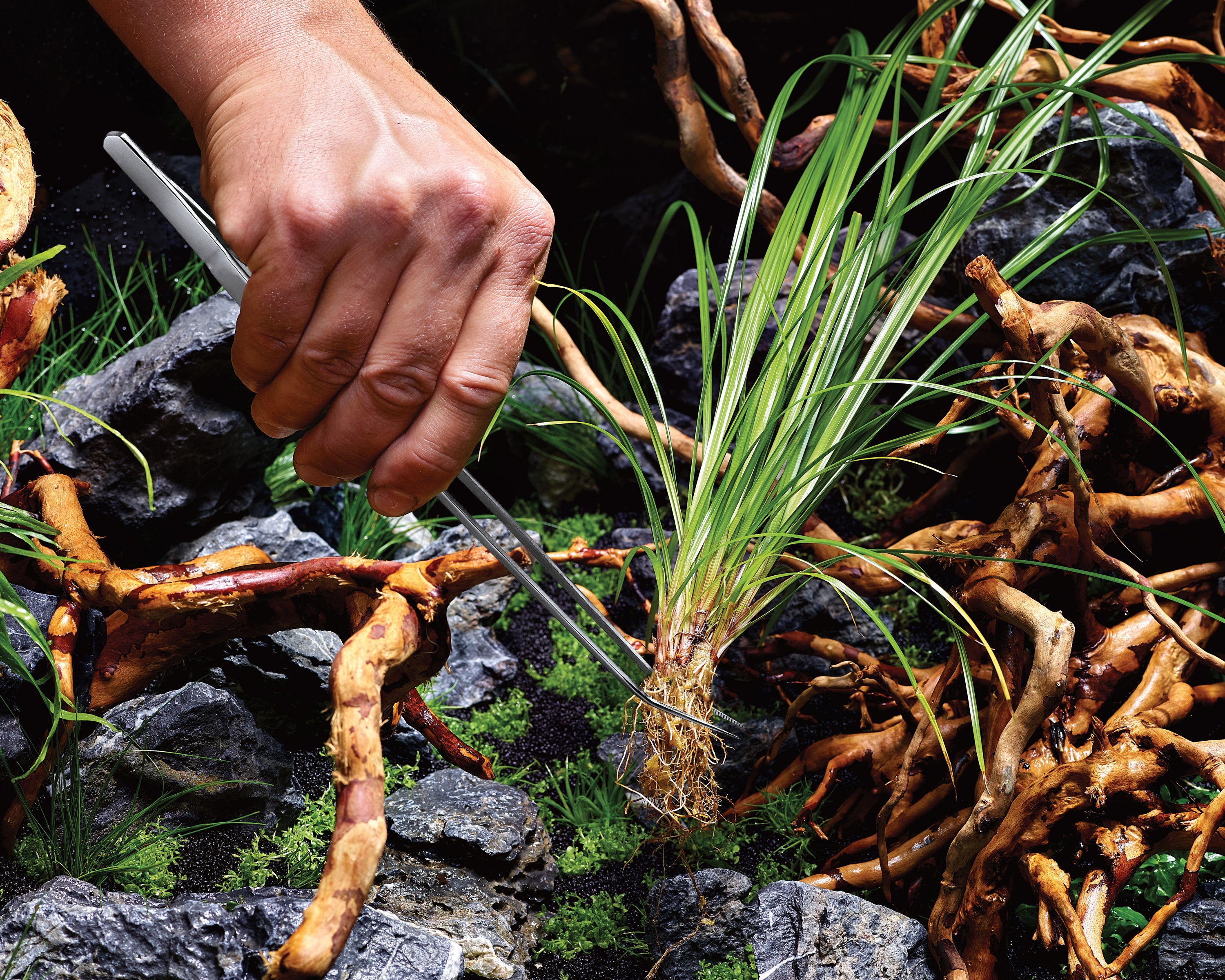 Plant Tweezers in use