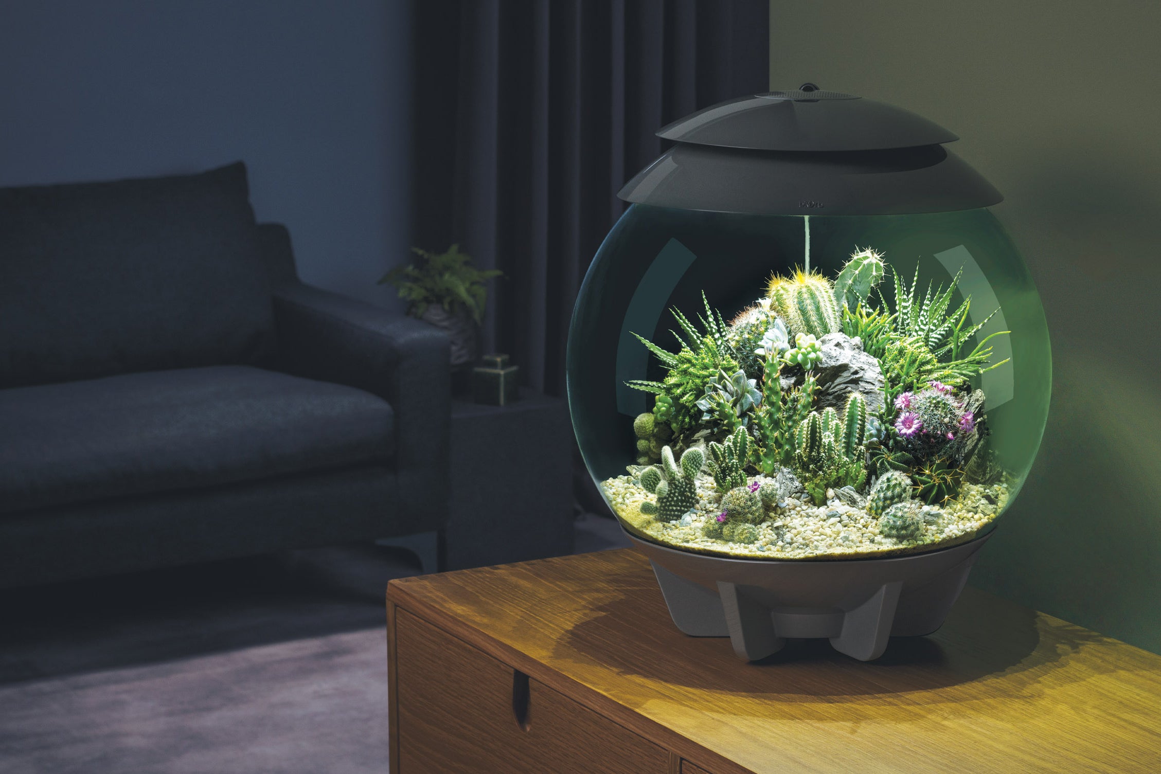 biOrb AIR 30 terrarium with arid plants