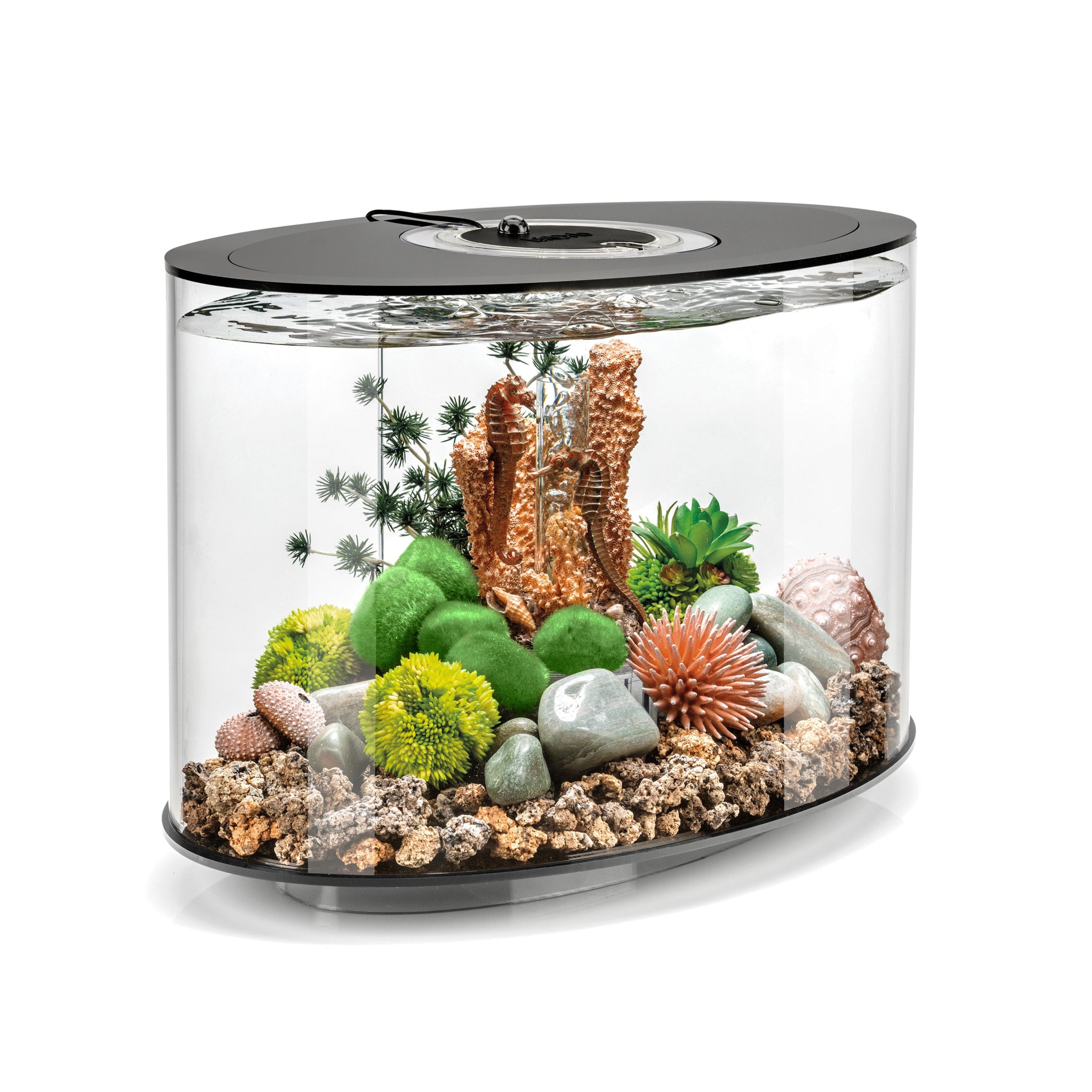 LOOP 15 aquarium with seahorse decorations