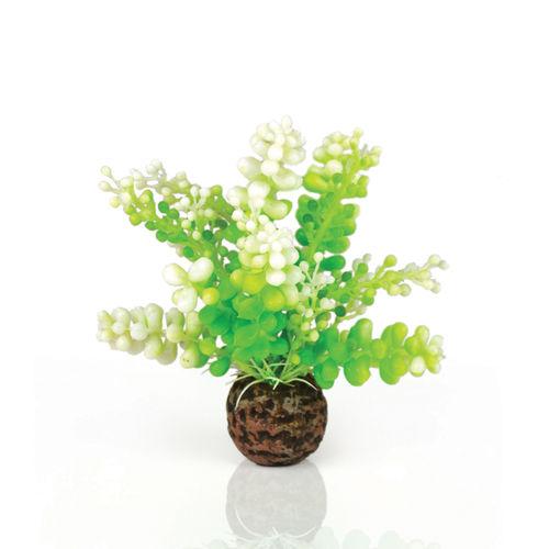 biOrb Caulerpa Green Aquarium Plant
