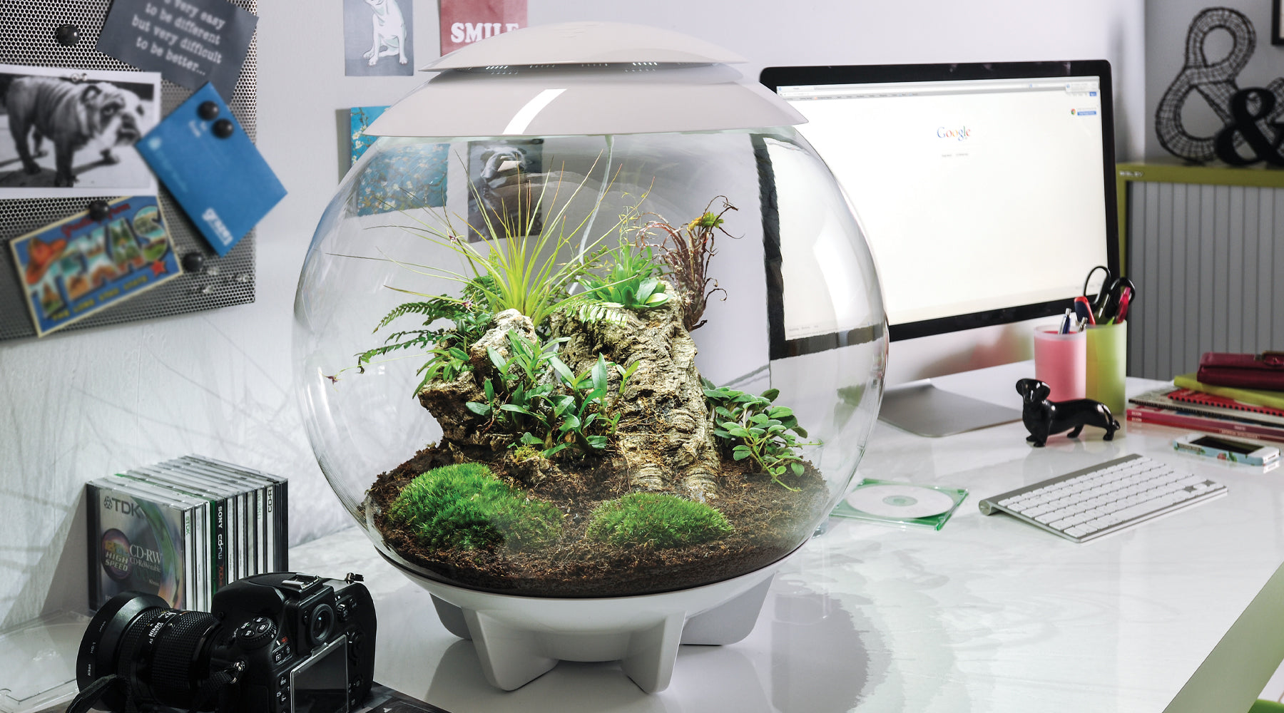 biOrb Terrarium vs. Traditional Terrarium: What’s the Difference?