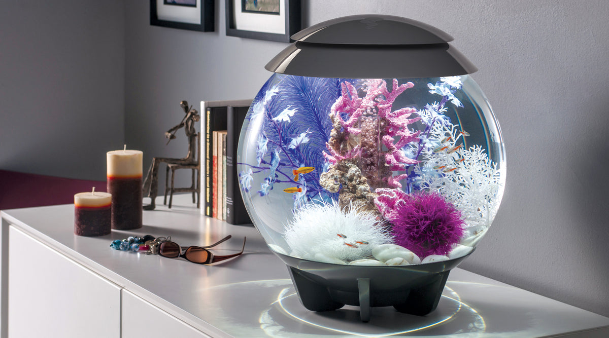 A Beginner's Guide to Adding Fish to Your Freshwater Aquarium – biOrb