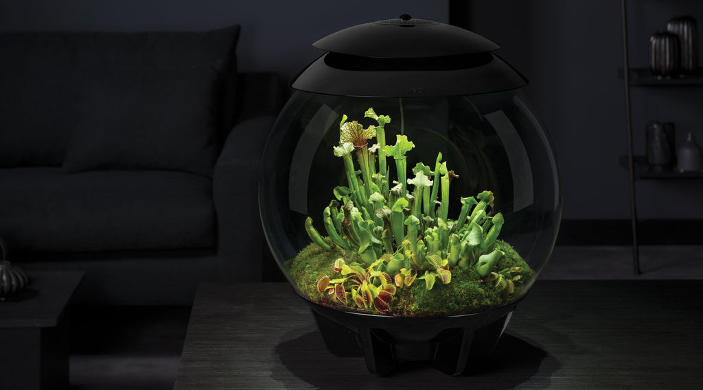 Crafting the Ultimate Carnivorous Plant Terrarium: The Power of Automated Elegance