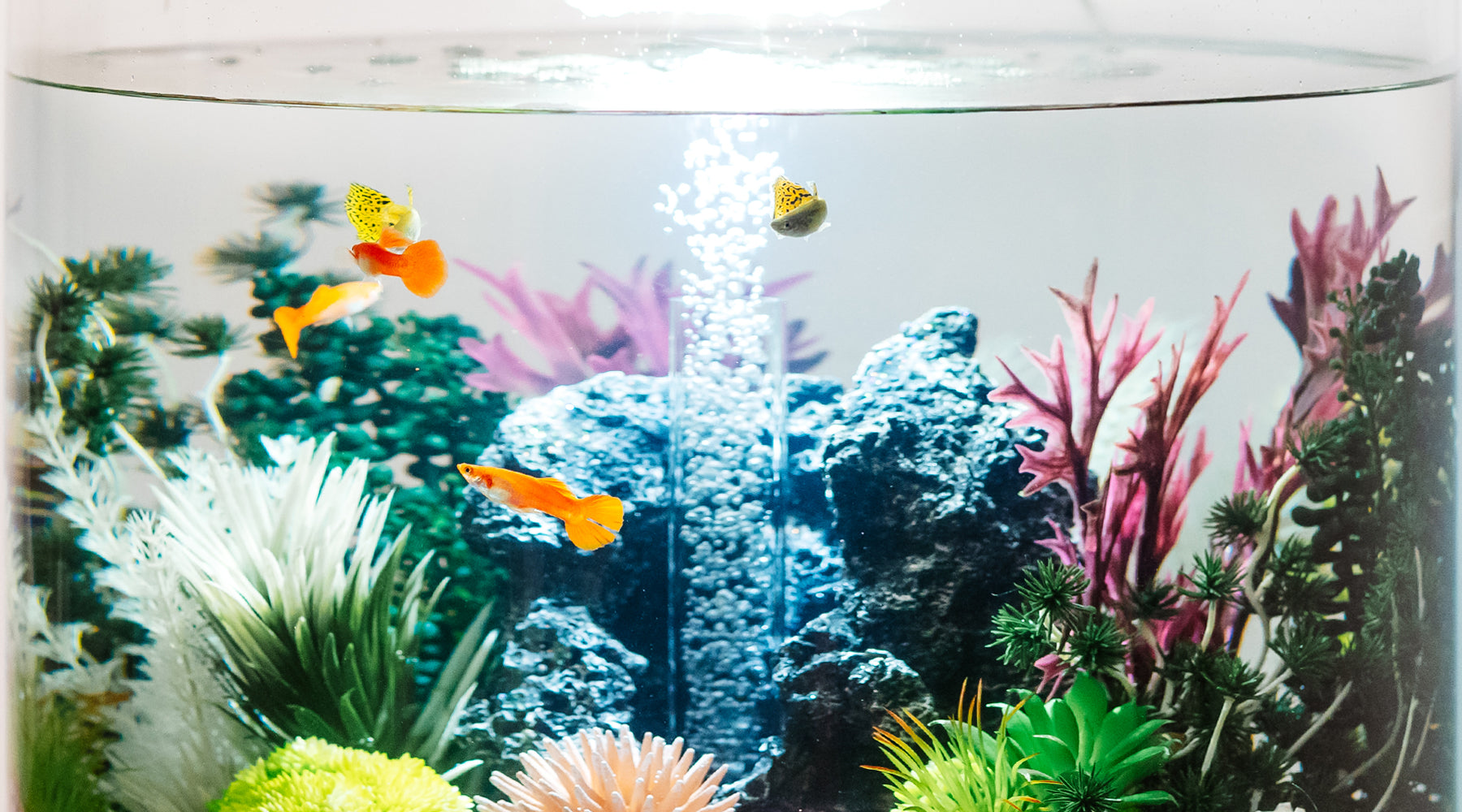 How to Choose the Right Fish for Your biOrb Aquarium