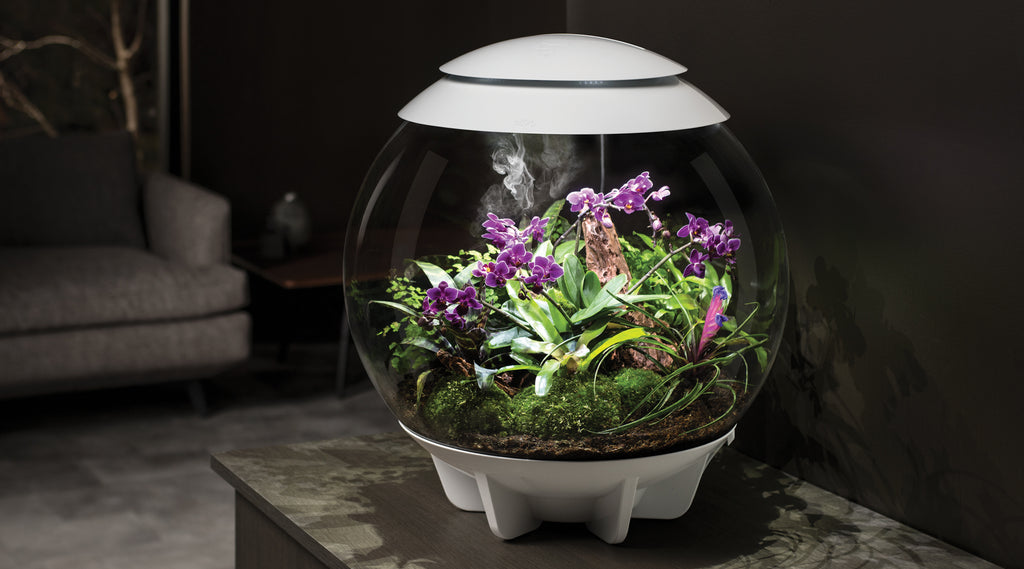 Orchid Oasis: Cultivating Orchids in Your biOrb AIR 30 or AIR 60 Terrarium