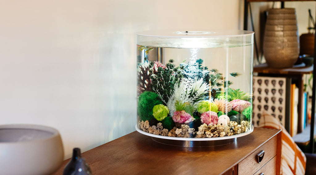 Exploring the Shapes Aquariums: A Guide to Aesthetic and Functional Aquatic Designs