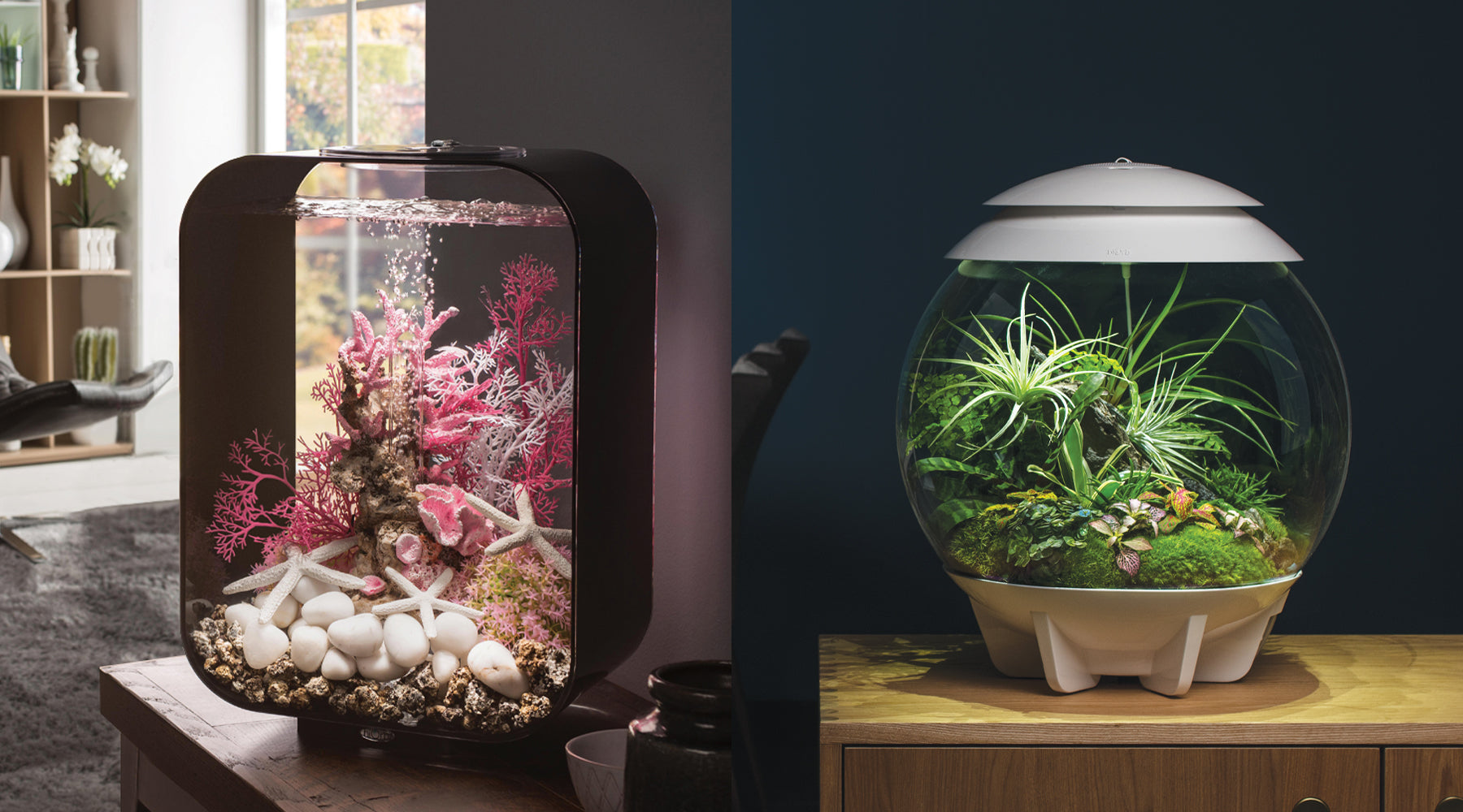 The Joy of New Beginnings: Introducing a biOrb to Your Home