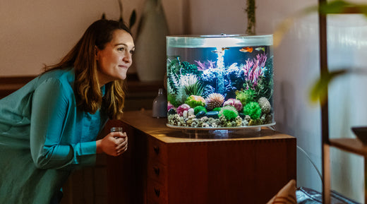 Beat the Seasonal Blues: Find the Calm in the Wonder of biOrb