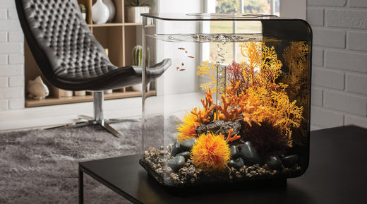 Style Meets Nature: Transform Your Home with biOrb