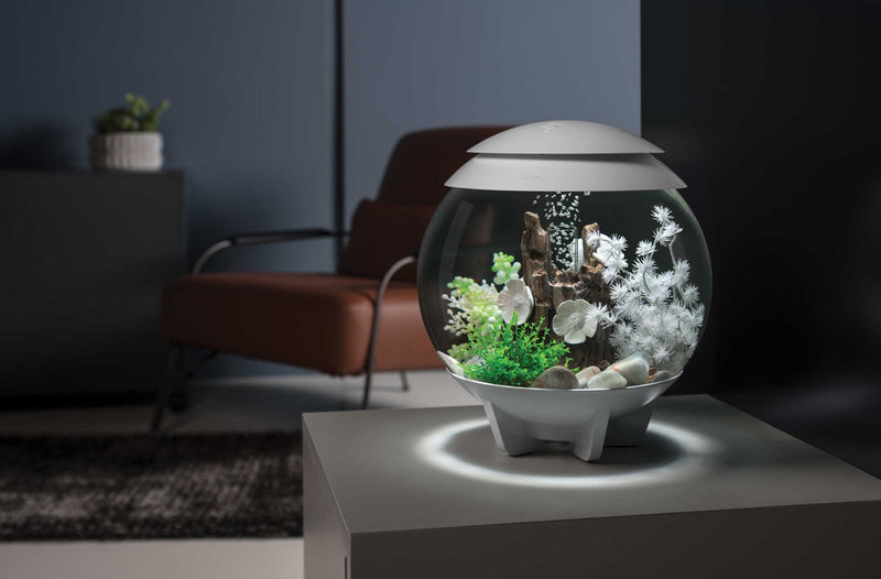 HALO Aquariums Shop the Look