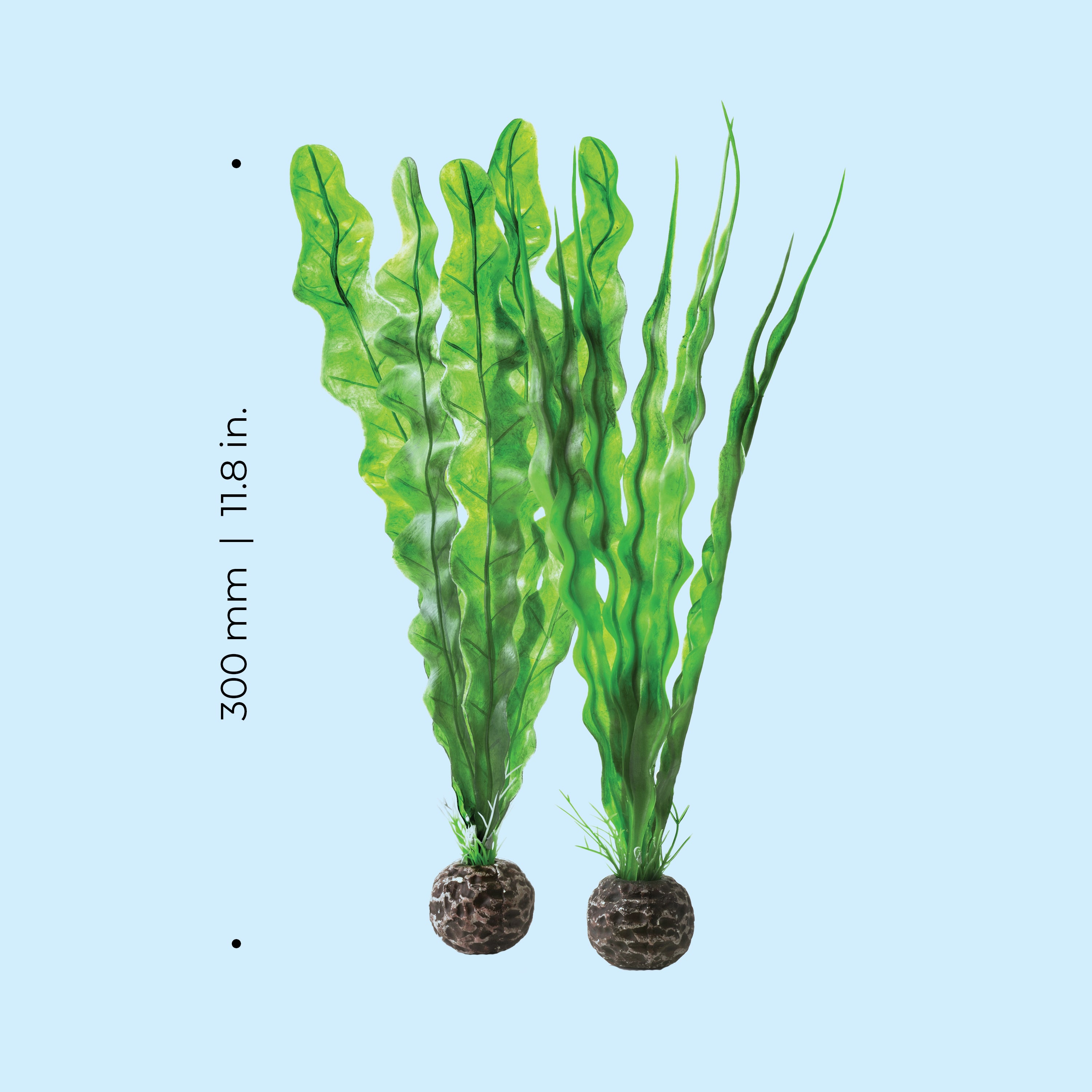 Green Easy Plant Set, medium - Dimensions