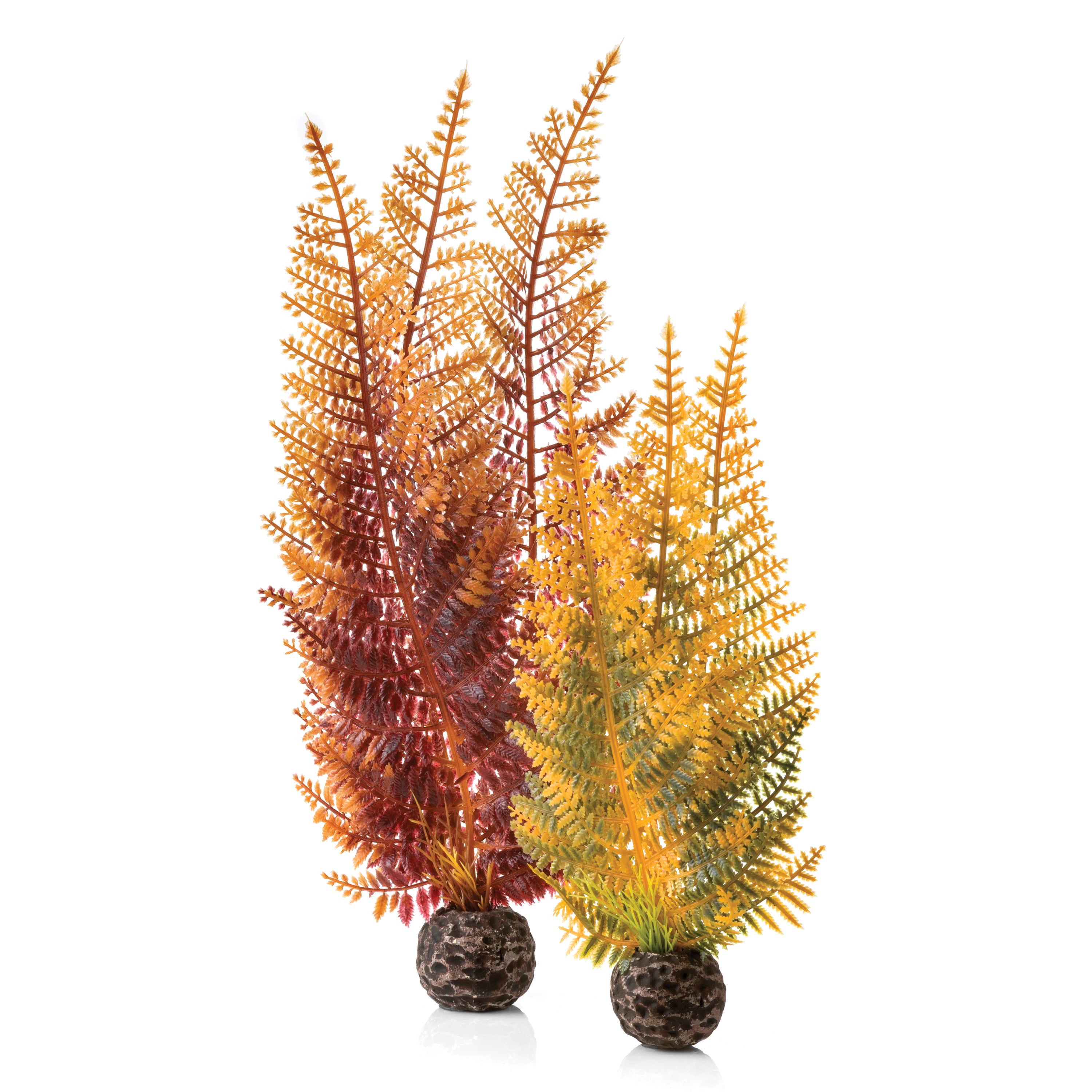 Fern Plant Set