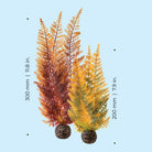 Fern Plant Set - Dimensions