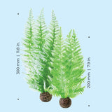 Fern Plant Set - Dimensions
