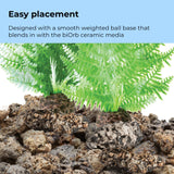 Fern Plant Set - Easy placement