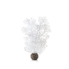Small Sea Fan - White