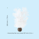 Small Sea Fan - Dimensions