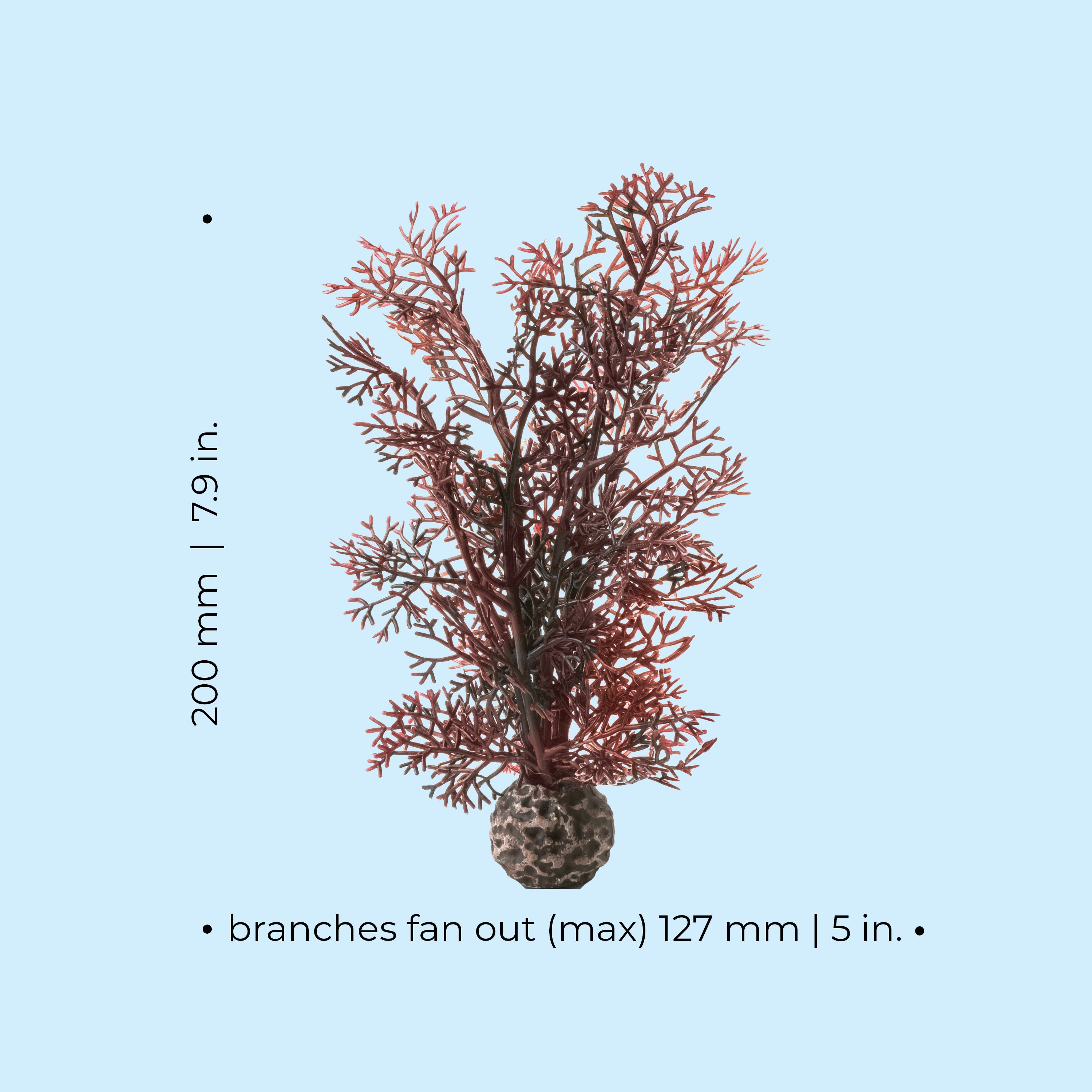 Small Sea Fan - Dimensions