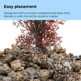 Small Sea Fan - Easy placement