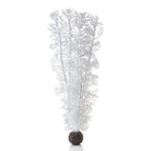 Large Sea Fan - White