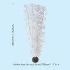 Large Sea Fan - Dimensions