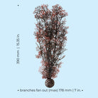 Large Sea Fan - Dimensions