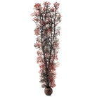 Extra Large Sea Fan - Crimson