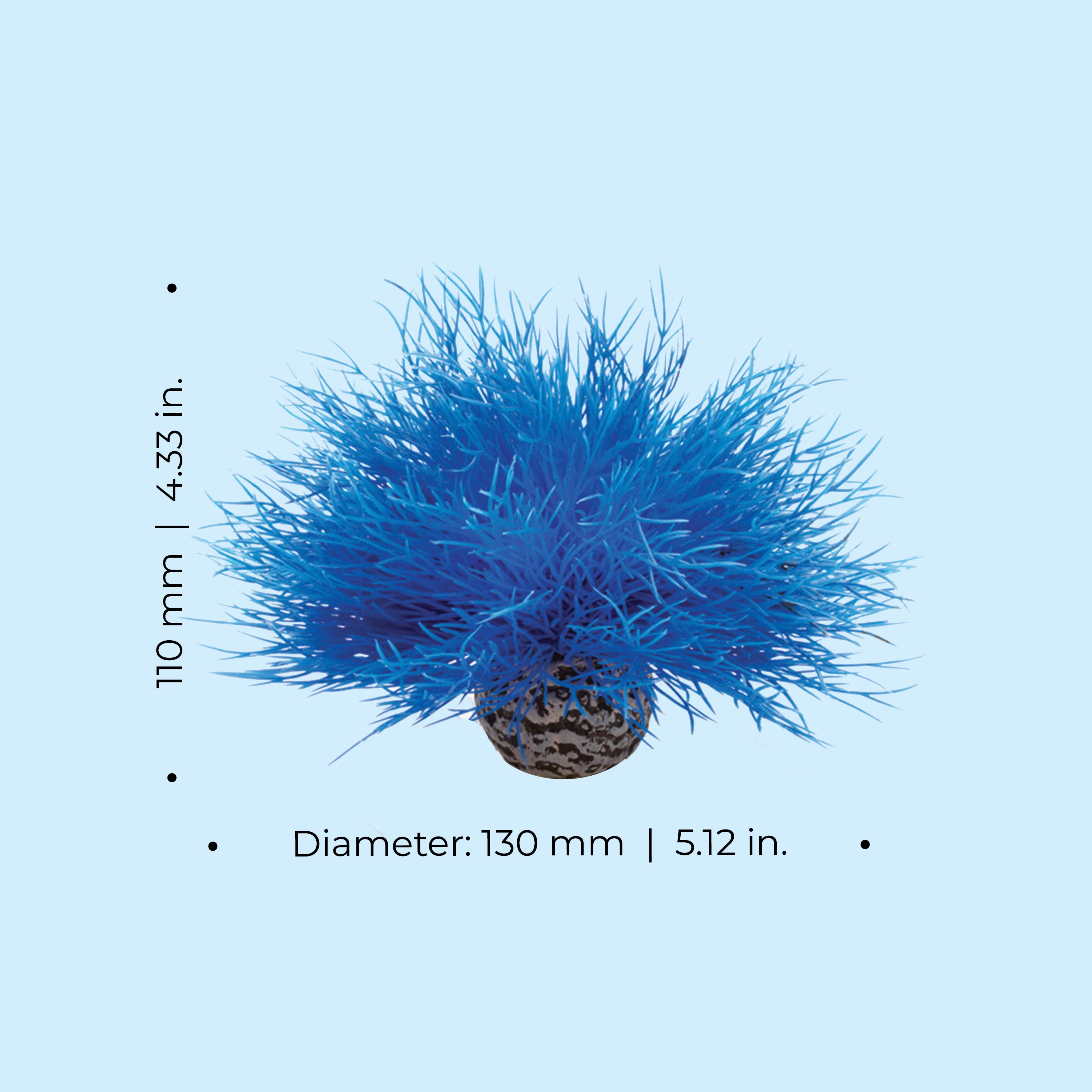 Sea Lily - Dimensions