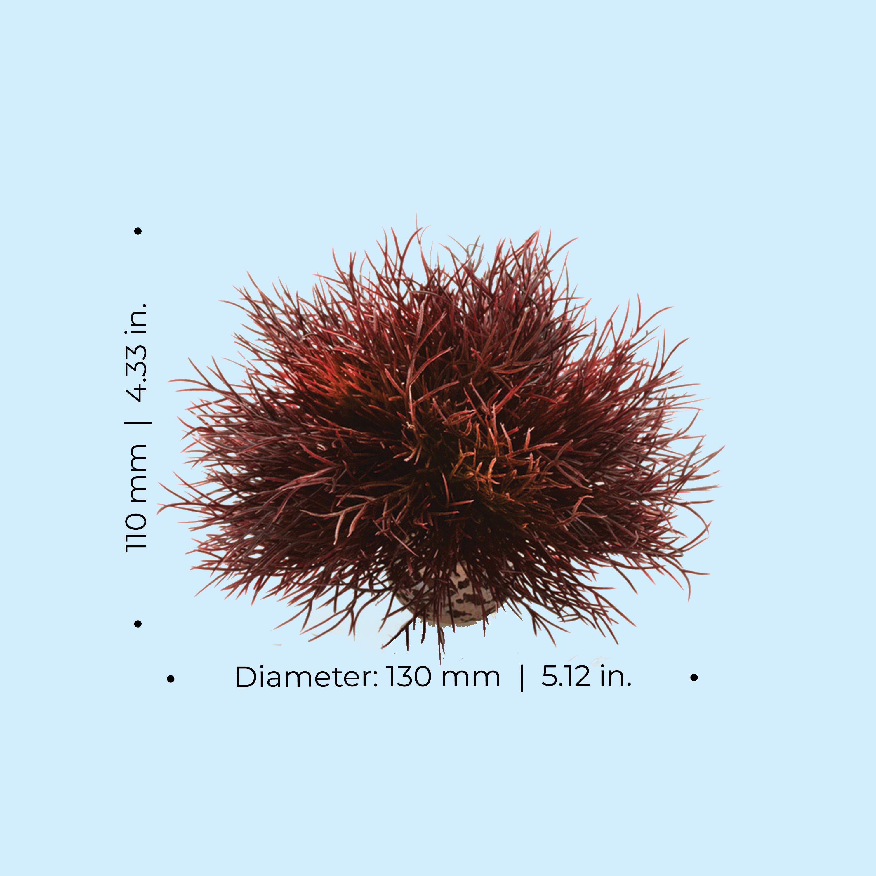 Sea Lily - Dimensions